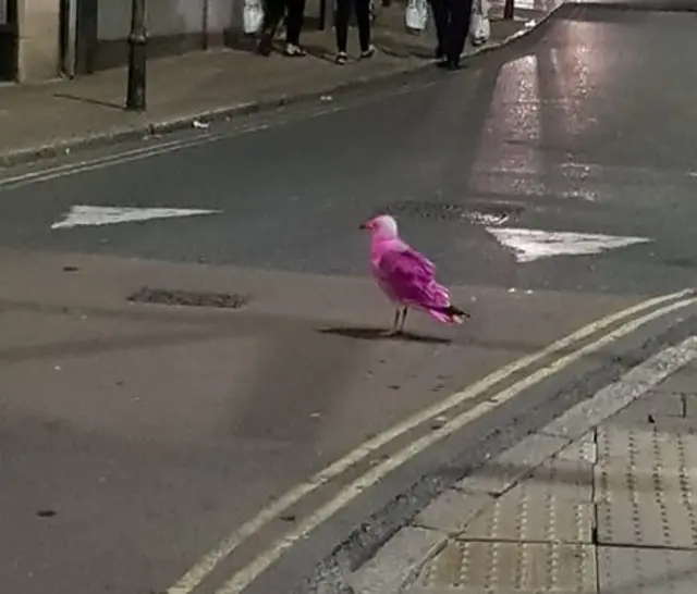 Pink seagull