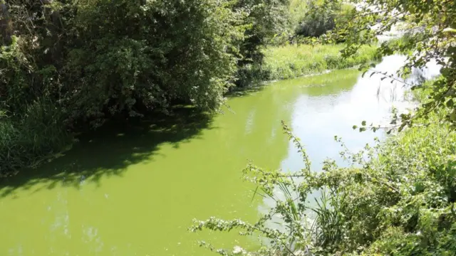 Algae covering a river, giving it a green tint
