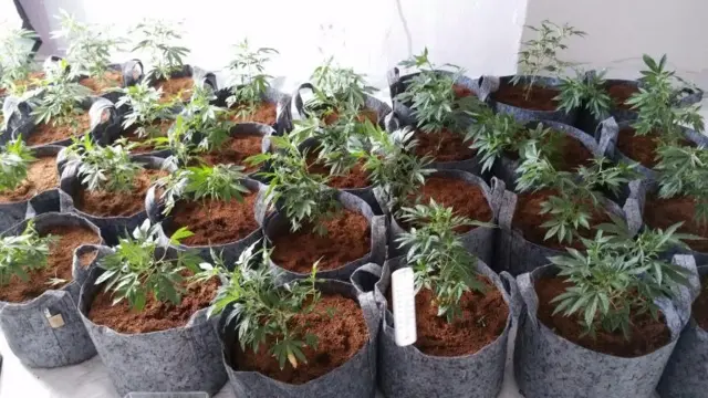 Some of the cannabis plants
