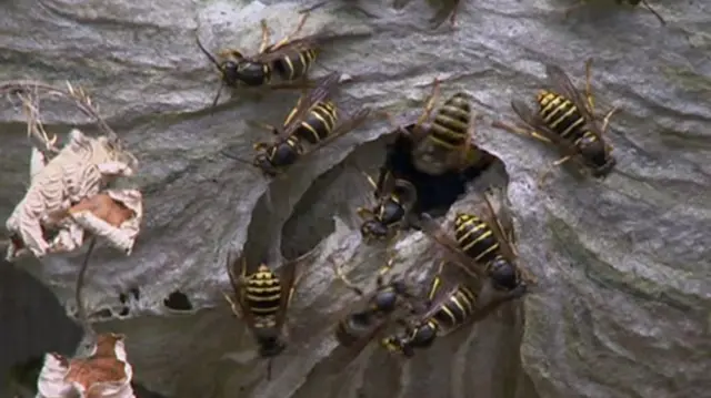 Wasps