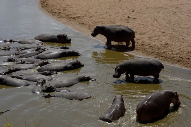 Hippos in the Mara River, Maasai Mara national reserve, Kenya.