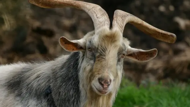 A generic photo of a billy goat