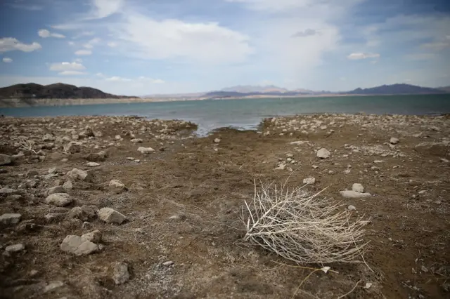 tumbleweed