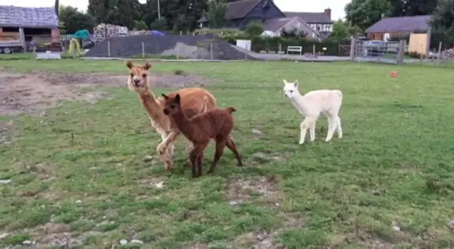 Alpacas