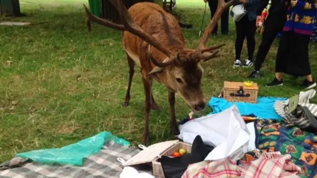 Deer at picnic