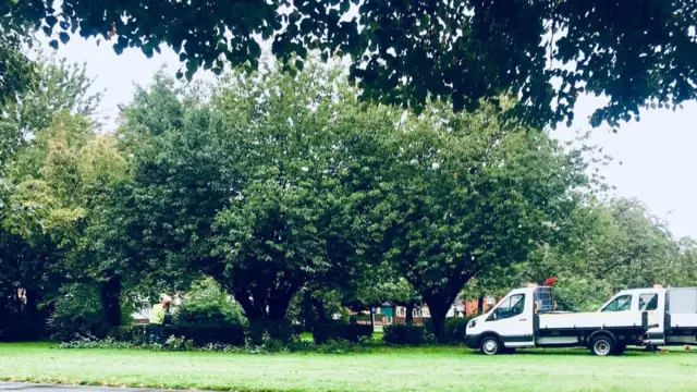 The trees ahead of being cut