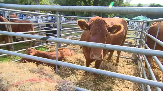 Widecombe Fair