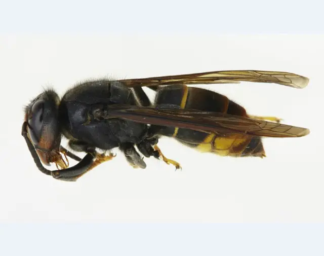 Asian Hornet