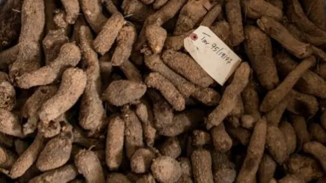 A pile of yam seed in Nigeria