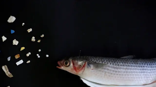 A grey mullet is shown next to microplastic