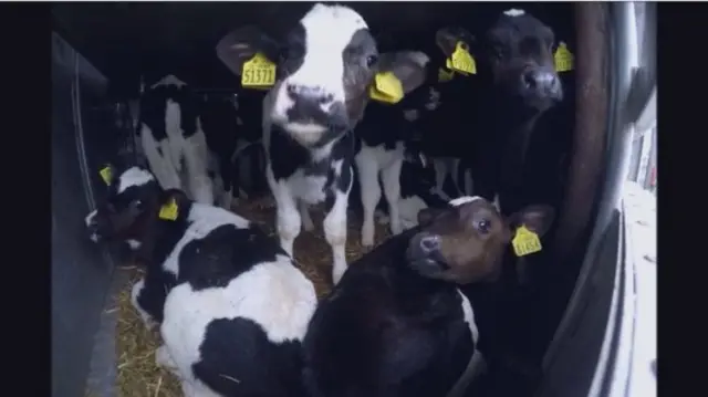 Three-week-old calves are being transported to Europe