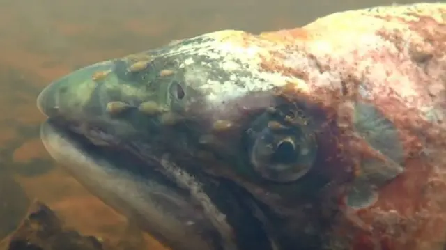 Campaigners said a video and photographs of lice-infected wild salmon were evidence of the problem