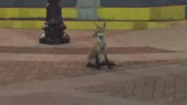 Fox sits on street