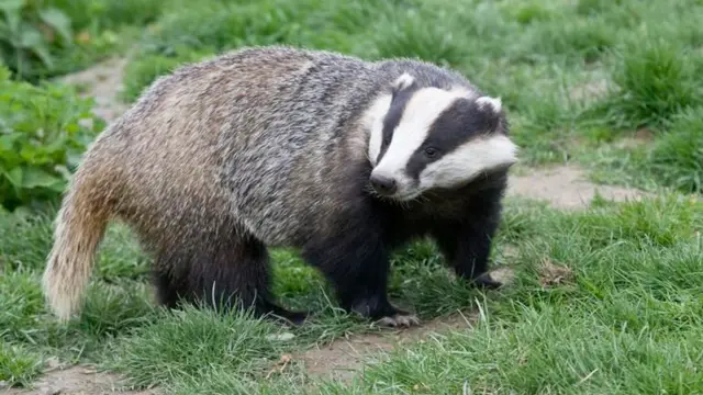 Badger