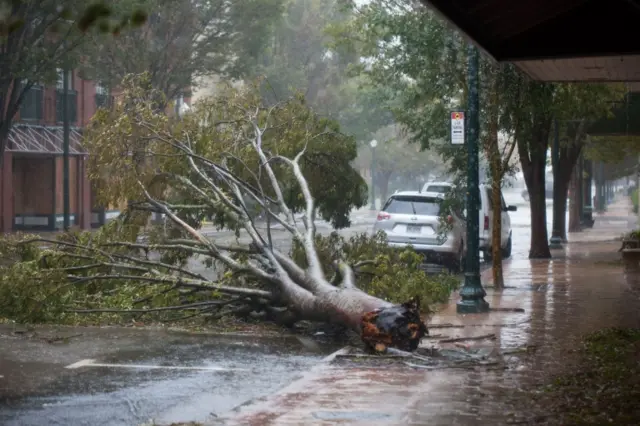 Fallen tree on main street