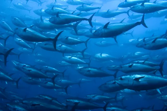Bluefin tuna
