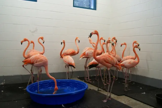 Flamingos in room