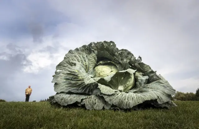 Ian Neale standing in the distance with his giant cabbage in the foreground