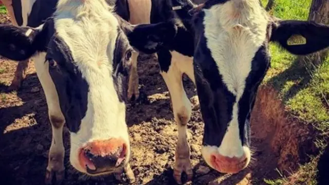 Cows