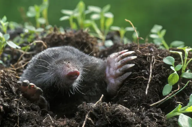 Mole