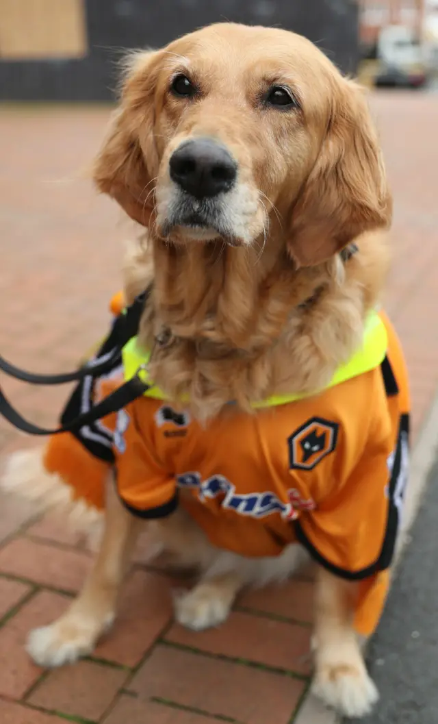 Dog outside Molineux