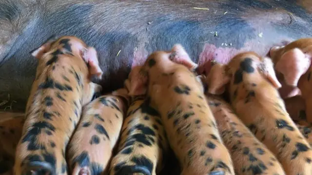 Feeding piglets