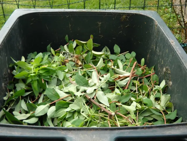 Leaf cuttings inside bin