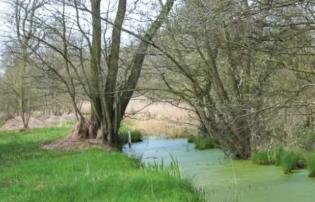 Askham bog