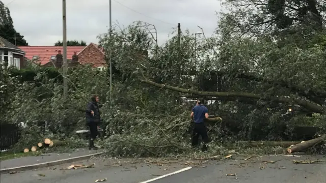 Fallen Tree