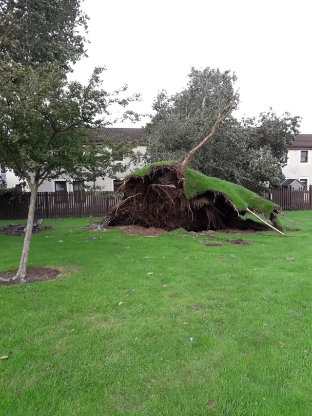 Tree damaged by Storm Ali