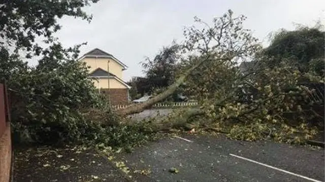 Tree down in Eglinton