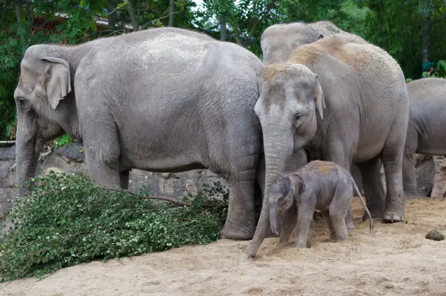 Elephants at Dublin Zoo