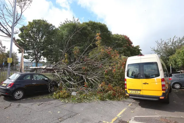 Tree blown over during Storm Ali