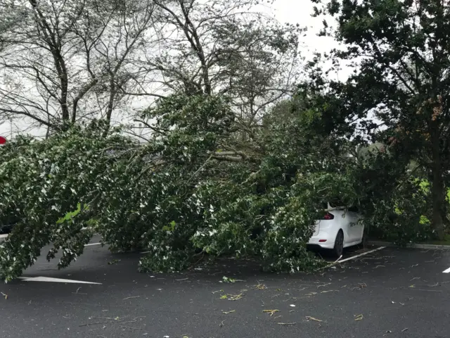 Trees down in County Fermanagh