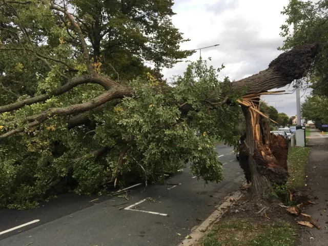 A tree blown onto Hessle High Road