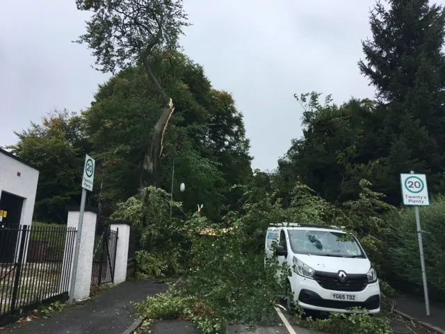 Fallen tree by van