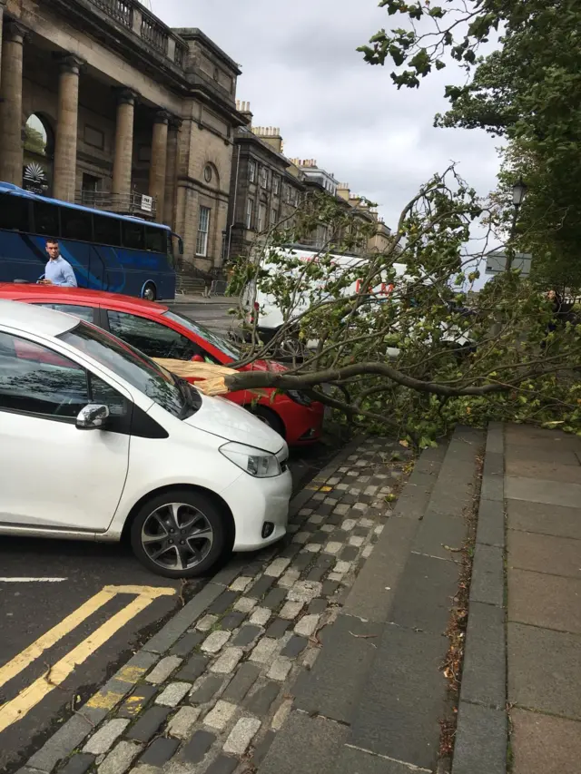 Fallen branch in Charlotte Square