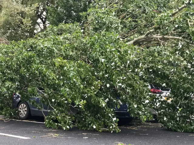 Trees down in Enniskillen