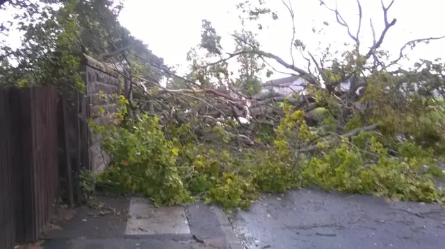 Fallen trees in Hamilton