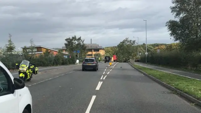 Tree down on road