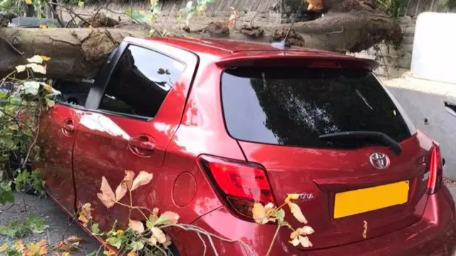 A tree hit by a car