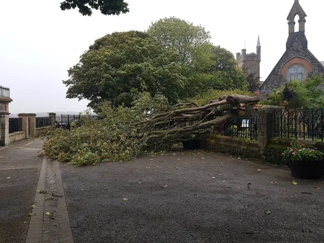 Fallen tree on Derry's Walls