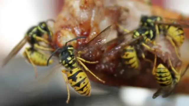 Wasps