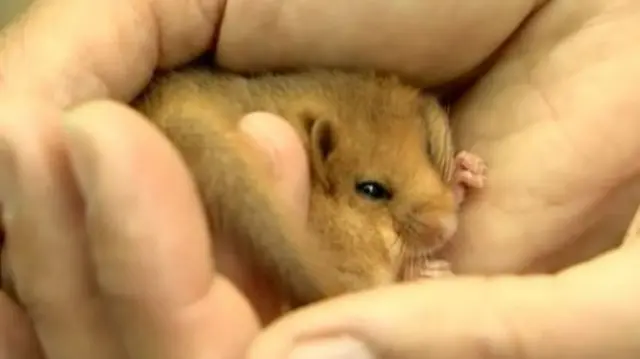 Dormouse