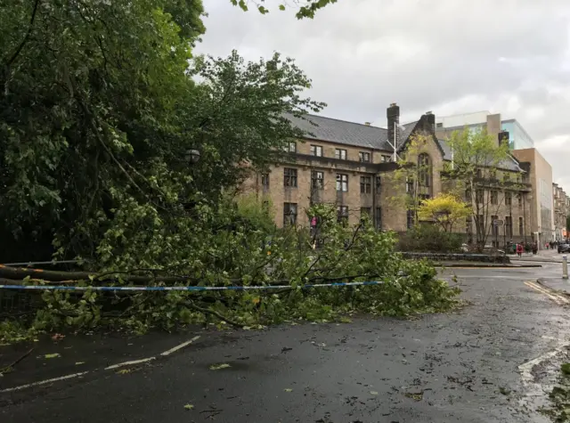 Fallen trees in Glasgow's West End