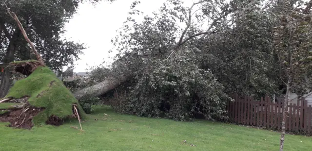 Tree damaged by Storm Ali