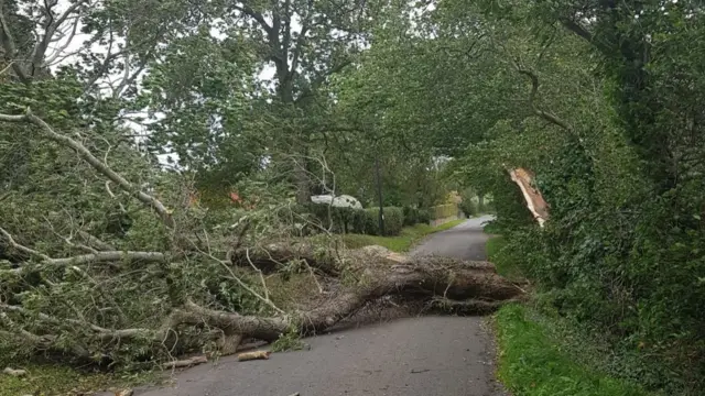 Fallen tree between Catterlen and Newton Reigny