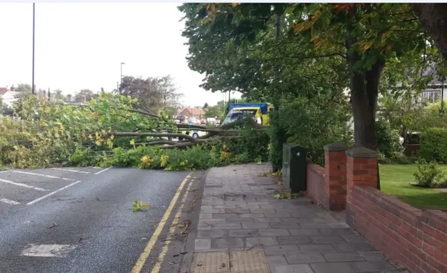 Fallen tree closes Benton Road in Newcastle in one direction