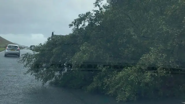 Fallen tree on the A591