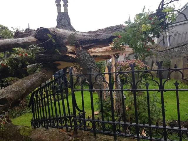 Fallen tree on Derry's Walls